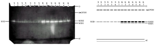 Image for - Electrophoretic Investigation of Isoenzymes and Soluble Proteins Between Two Varieties of Vicia sativa L. Seeds