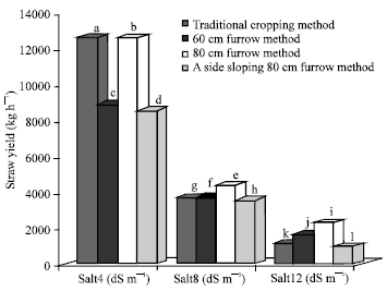 Image for - Effect of Cropping Methods and Salinity Stress on Wheat Agronomic Characteristics