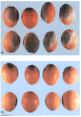 Image for - Towards the Biological Control of Post Harvest Blue Mold of Citrus sinensis Fruits in Egypt I-isolation and Characterization of Antagonistic Strain of Streptomyces alni