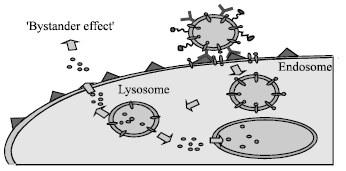 Image for - Liposome as a Carrier for Advanced Drug Delivery