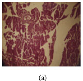 Image for - Histopathologic Effects of Stachytarpheta jamaicensis (L.) Vahl. on Wistar Rats