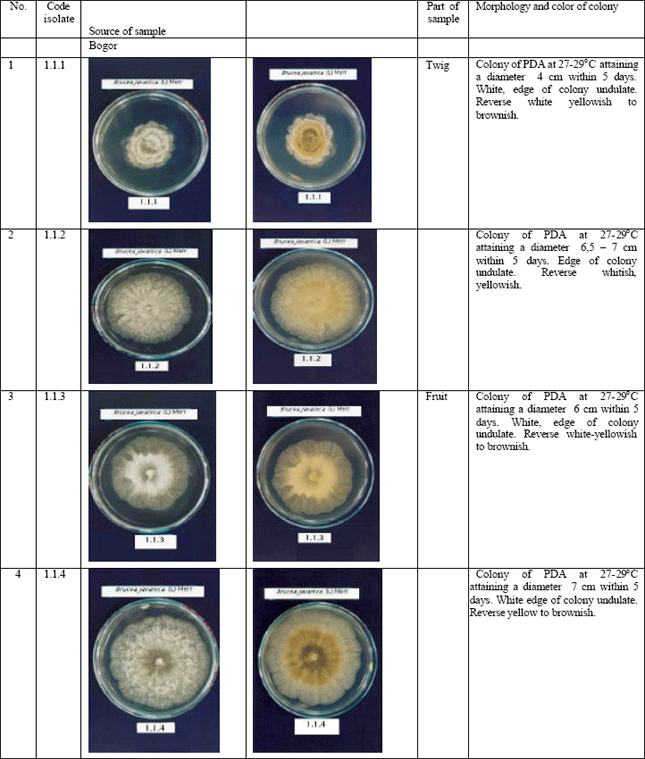 Image for - Isolation of Endophytic Fungi from Brucea javanica L. (Merr.) and Cytotoxic Evaluation of their n-butanol Extract from Fermentation Broth