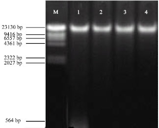 Image for - A Simple DNA Extraction Method for PCR Amplification from Dry Seeds of Brassica napus