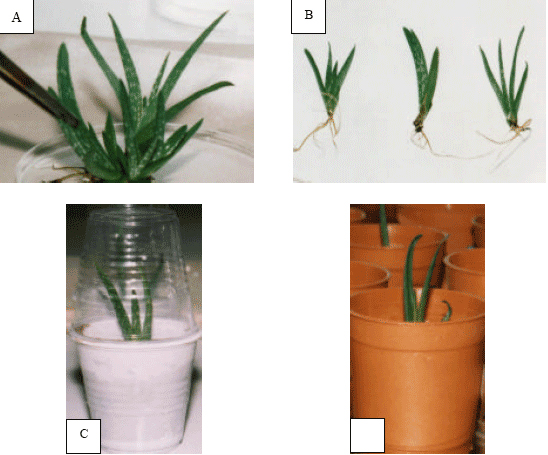 Image for - Micropropagation of Aloe vera L. Grown in South Iran