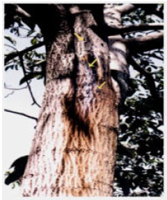 Image for - Occurrence of Shallow Bark Canker of Walnut (Juglans regia) in Southern Provinces of Iran