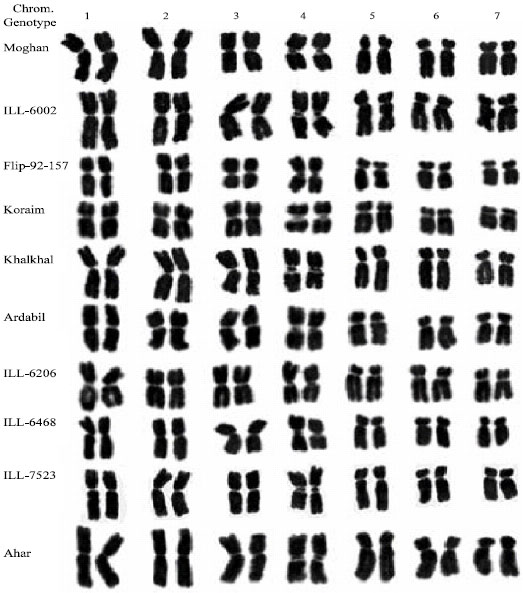 Image for - Comparative Study of Chromosome Morphology and C-banding Patterns in Several Genotypes of Lens culinaris