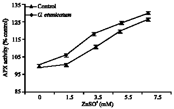 Image for - Effect of Arbuscular Mycorrhizal (G. etunicatum) Fungus on Antioxidant Enzymes Activity under Zinc Toxicity in Lettuce Plants