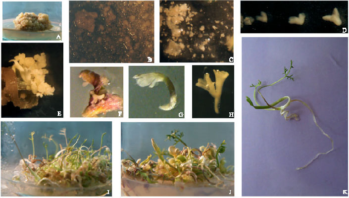 Image for - Ferula gummosa Boiss. Embryogenic Culture and Karyological Changes