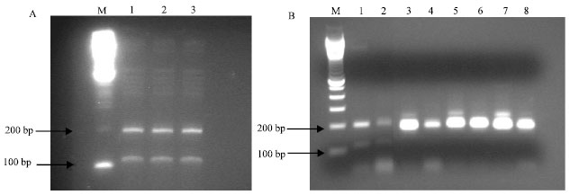 Image for - Identification of Variant Transcripts of Waxy Gene in Non-glutinous Rice (O. sativa L.) With Different Amylose Content