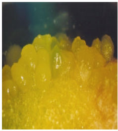 Image for - In vitro Propagation of Lilium longiflorum Var. Ceb-Dazzle Through Direct Somatic Embryogenesis