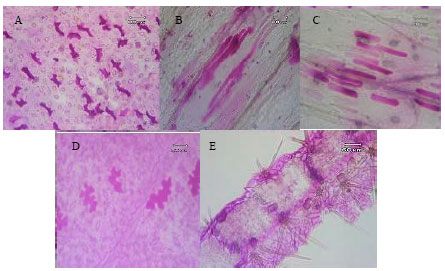 Image for - Comparative Studies of Mucilage Cells in Different Organs in Some Species of Malva, Althaea and Alcea