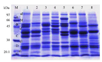 Image for - Electrophoretic Analysis of Total Protein Profiles of Some Lathyrus L. (Sect. Cicercula) Grown in Turkey