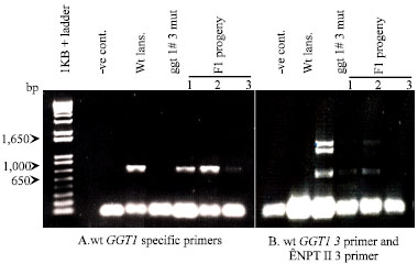 Image for - Determination of Functional γ-GTase Genes and Investigation of the Biological Activity of Proteins in Arabidopsis thaliana at Different Stages of Growth