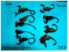 Image for - Surveying on the Biologic Behaviors of Hemiscorpius Lepturus Peters 1861, Scorpion in Laboratory (Khuzestan, Iran) (Scorpions: Hemiscorpiidae)