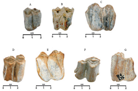 Image for - Description of Selenoportax vexillarius Molars from Dhok Pathan Village (Middle Siwaliks), Pakistan