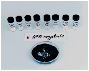 Image for - 6-Aminopenicillanic Acid Production by Intact Cells of E. coli Containing Penicillin G Acylase (PGA)