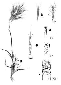 Image for - New Bromus (Poaceae) Record for the Flora of Iran