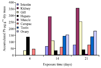 Image for - Bioaccumulation of Lead Nitrate in Freshwater Crayfish (Astacus leptodactylus) Tissues Under Aquaculture Conditions