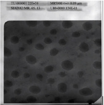 Image for - A Flow Cytometric Opsonophagocytic Assay for Measurement of Functional Antibodies Elicited after Immunization with Outer Membrane Vesicle of Neisseria meningitidis serogroup B