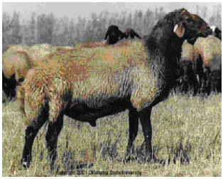 Image for - Genetic Parameters of Early Growth Traits in Mehraban Breed of Sheep