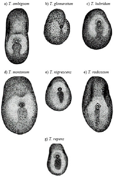 Image for - Micromorphologic Study of the Seed of the Genus Trifolium, Section Lotoidea, in Iran