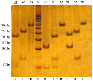 Image for - PCR Based RFLP Genotyping of Bovine Lymphocyte Antigen DRB3.2 in Iranian Holstein Population