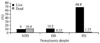 Image for - Bovine Epididymal Sperm Morphology Obtained from Caput, Corpus and Cauda Epididymides