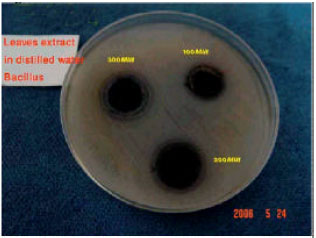Image for - Antibacterial Activity of the Broad Bean Extracts on Resistant Bacteria