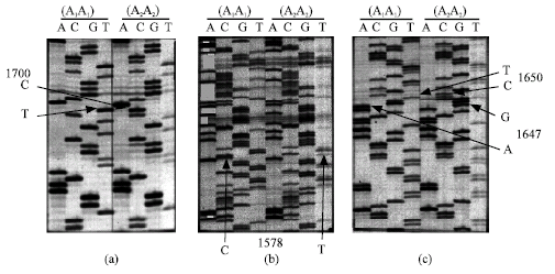 Image for - Restriction Fragment Length and Single Strand Conformational Polymorphisms in Chicken Mitochondrial Phosphoenol-Pyruate Carboxykinase Gene and its Association with Egg Production