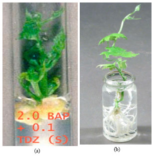 Image for - In vitro Plant Regeneration from Direct and Indirect Organogenesis of Memordica charantia