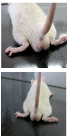 Image for - The Effects of Simvastatin on Functional Recovery of Rat Reperfused Sciatic Nerve