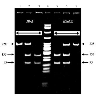 Image for - Kappa-Casein Gene Study in Iranian Sistani Cattle Breed (Bos indicus) Using PCR-RFLP