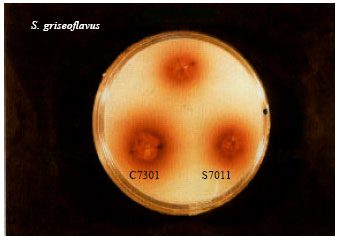 Image for - Mutation of Streptomyces griseoflavus in Order to Obtain High Yield Desferrioxamine Producing Fused Cells