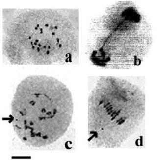Image for - Cytogenetic Variability in Several Oil Seed Rape Cultivars