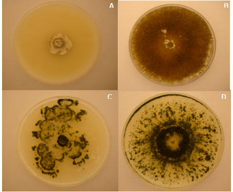 Image for - In vitro Studies on the Integrated Control of Rapeseed White Stem Rot Disease through the Application of Herbicides and Trichoderma Species