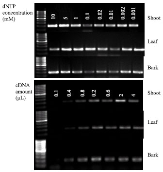 Image for - Optimization of cDNA Amplification of Apricot Latent Virus (ApLV) from Various Plant Tissues Sources