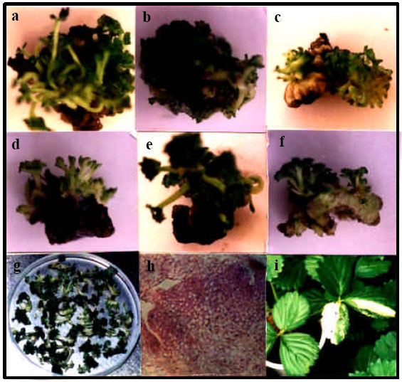 Image for - High Frequency, Direct Shoot Regeneration from Greenhouse-Derived Leaf Disks of Six Strawberry Cultivars