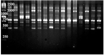 Image for - Measurement of Within and Between Genetic Variability in Duck Breeds by RAPD Markers