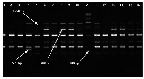 Image for - Genetic Relationships Among Six Iranian Goat Populations Based on Random Amplified Polymorphic DNA Markers