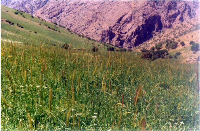 Image for - Ecological Study in Forest Reserve of Ghasemloo (Shohada) Valley and it`s Adjacent Areas, Urmia- Iran