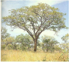 Image for - The Characteristics and Economic Importance of Pterocarpus angolensis in D.C. Botswana