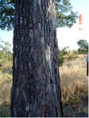 Image for - The Characteristics and Economic Importance of Pterocarpus angolensis in D.C. Botswana