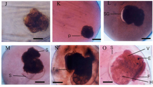 Image for - Embryonic Developmental Ecology of Freshwater Snail Lymnaea acuminata (Lymnaeidae: Gastropoda)