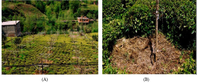 Image for - The Past and Present Day of Kiwifruit (Actinidia deliciosa Planch.) Breeding in Pazar Watershed, Turkey