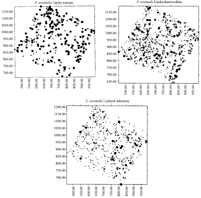 Image for - Stand Structure and Spatial Patterns of Trees in Mixed Hyrcanian Beech Forest, Iran