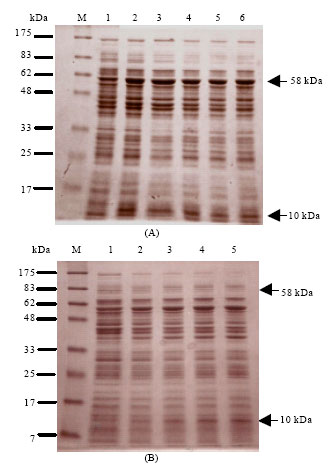 Image for - Cloning and Transcriptional Analysis of groES and groEL in Ethanol-producing Bacterium Zymomonas mobilis TISTR 548