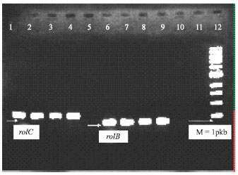 Image for - Agrobacterium rhizogenes Mediated-transformation of Asimina triloba L. Cuttings