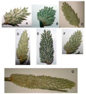 Image for - Systematic Study of Annual Weed Phalaris minor Retz. (Poaceae) in Iran