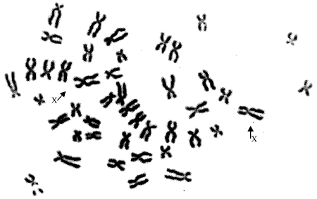 Image for - Genetic Relationships of Langur Species Using AFLP Markers