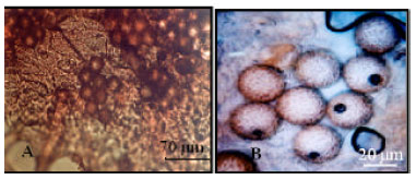 Image for - Evaluation of Morphology, Cytology and Mycorrhizal Relationships of Desert Truffles (Terfezia boudieri) in Iran